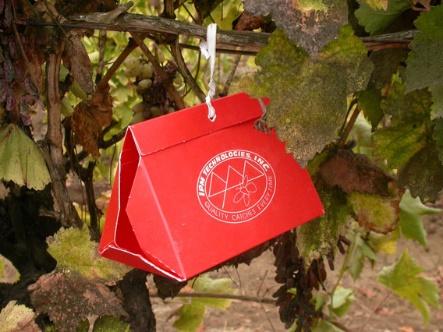 Pheromone monitoring - You only need one trap per 30 acres of vineyard to get an accurate snapshot of what the