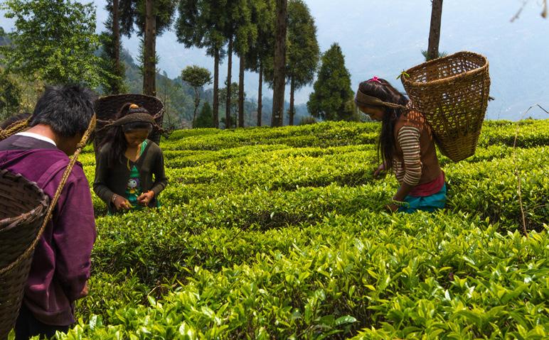 Farmers pluck green leaf tea at their own tea garden in Ramsar site The Hariyali Jaibit tea cooperative and the Jasbire and Mai Pokhari tea processing factories together requested the local