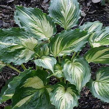 24 This small hosta has thick, heart-shaped, green leaves with narrow, creamy white