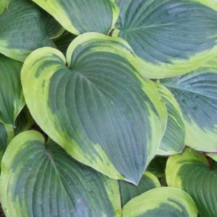 ) A large hosta that has large blue-green leaves with creamy white margins.