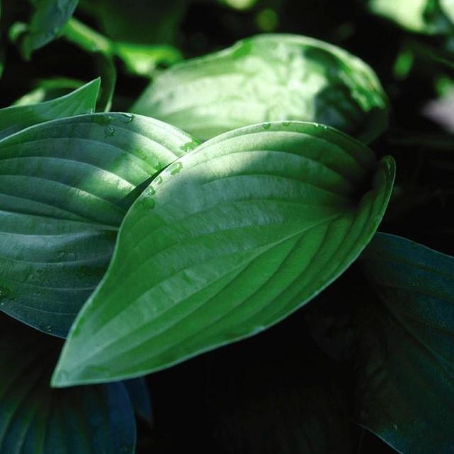 36 ROYAL STANDARD Hosta Royal Standard A favorite old variety with bright green foliage and fragrant white blooms.