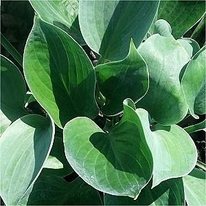 60 Rich blue, slug resistant foliage with thick substance. Grows semi-upright.
