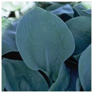 ) FIRE and ICE Hosta x Fire and Ice Ht. 14 Wd.