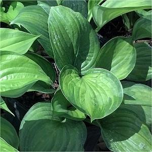 24 Small, heart-shaped green leaves with wide gold margins form clumps 15 x 24 wide.