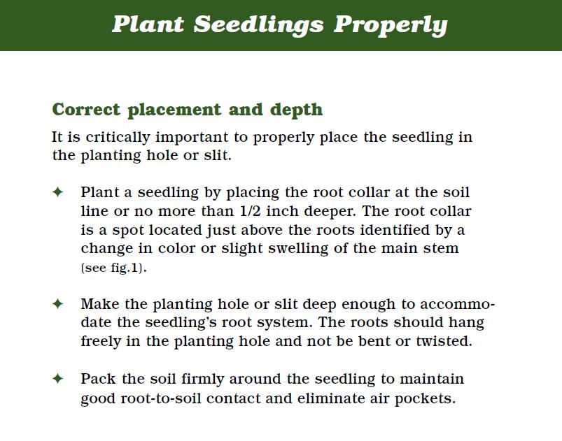 Page 11 Tree Planting Techniques and Care Seedling, Transplant, and Plug Care - Storage: short periods of time (1-5 days) in cool temperature (33 F - 45 F) - Transportation: protect