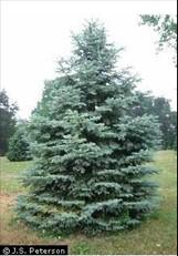 windbreaks Blue Spruce (T) White Cedar (T) Widely planted in ornamental and general