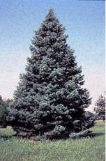 well-drained, acidic soil and full sun-partial shade Grows 60-200 feet tall and 20 feet