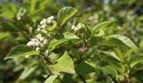blooming early spring; produces small dark fruit eaten by numerous bird species Michigan Holly A hardy, deciduous shrub growing to a height of 18-24