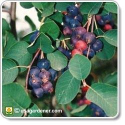 areas; Leaves are dark green in the summer, and reddish in the fall; white flowers; berries persist through winter Sweet Crabapple Grows upright 15