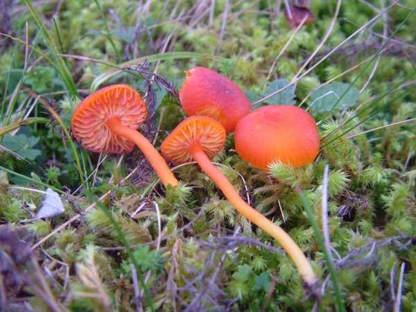 Other Notable Records Target Species Hygrocybe calciphila Arnolds Found at Rosapenna machair (C12163719) on 29/10/2009, Dooey Dunes (B755019) on