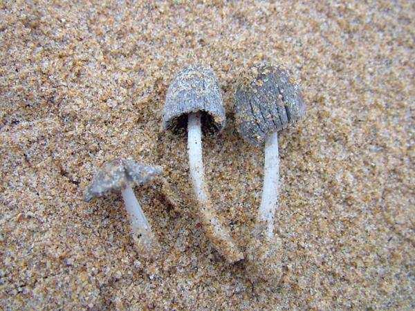 Coprinopsis ammophilae (Courtec.) Redhead, Vilgalys & Moncalvo This small inkcap is one of the small distinctive group of species found associated with Marram grass in foredunes.