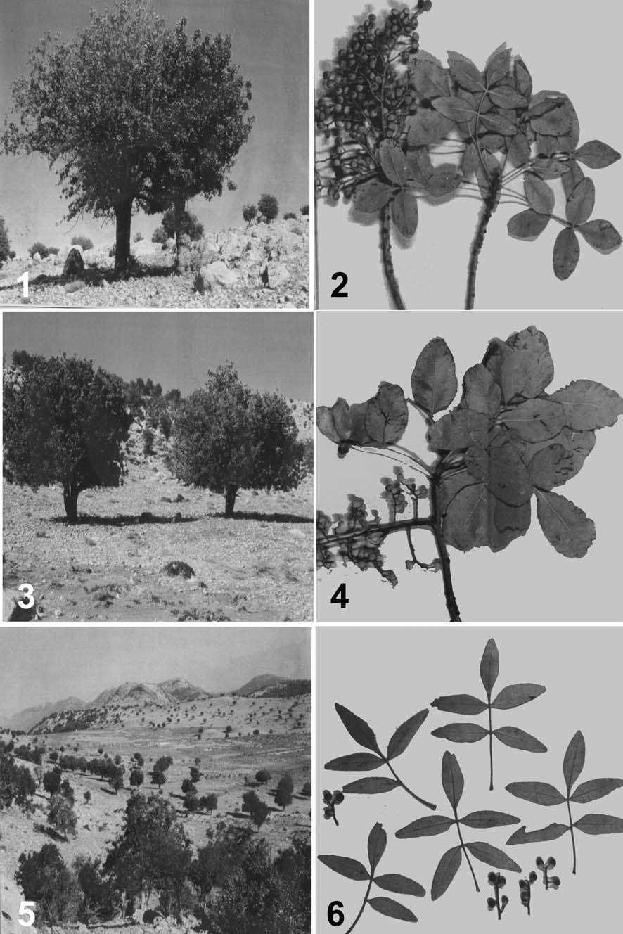 Figs 1-6. The morphology of leaves and the pictures of Iranian pistachio trees (Figs 1 and 2: P. atlantica subsp. mutica.