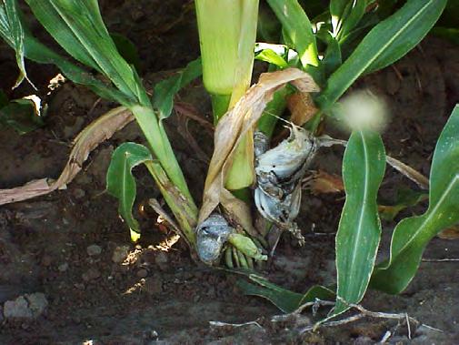 Germinating sporidia of two different, compatible mating types of the fungus can infect the same area (kernel, leaf, stalk, etc.) of the corn plant.