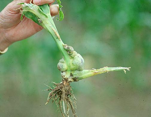 Soils with high levels of nitrogen (N) also tend to favor infection, probably as a result of promoting rapid growth of soft, susceptible host tissue.