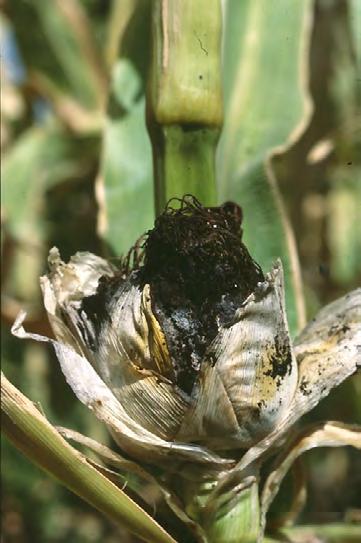 will be smutted or aborted, with small, leaf-like structures replacing the ears. Infected plants are usually severely stunted and barren, and may show excessive tillering.
