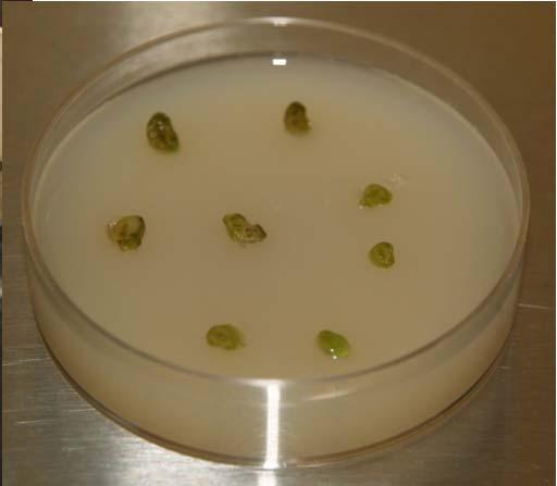 rinsed the plant material Plated plant tissue