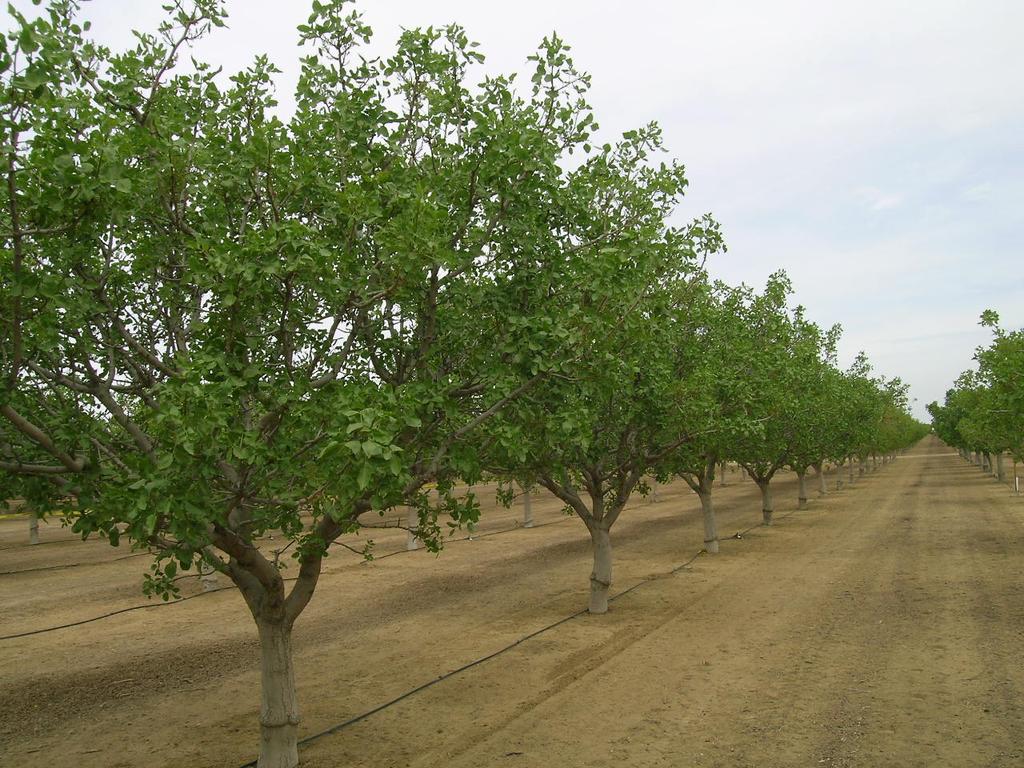 In 2007, after 6 years of yield and nut quality evaluation on rootstock, the Golden Hills variety
