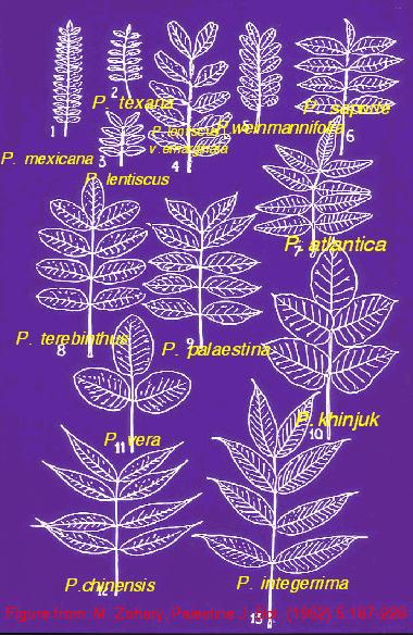 Pinnately compound leaves of