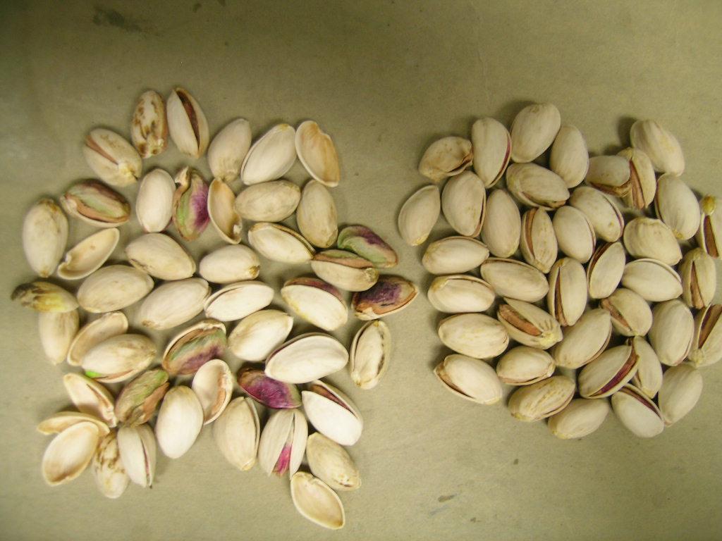 Loose kernels and shells from normal handling in sample bags after harvest.