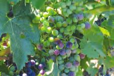 Application of LalVigne foliar sprays have been observed to result in the concentration of aroma precursors, improved mouthfeel and more mature phenolic characters in the grapes and resulting wines.