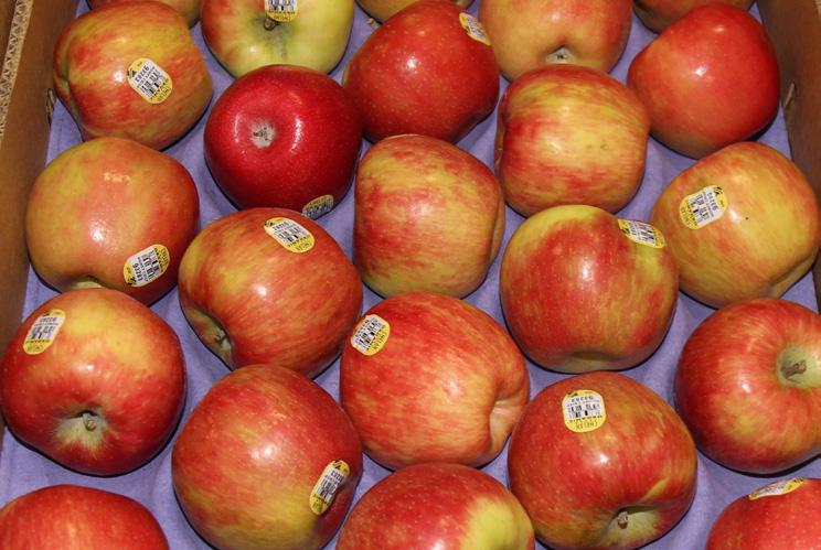 Import Organic Bartlett Pears are now in excellent supply, with prices continuing to ease down. Import Organic Red Bartlett Pears are now in steady supply.