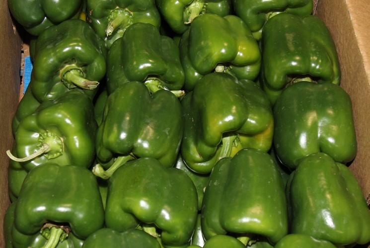 Product quality has been great out of Mexico and is expected to remain that way. Green Peppers will be in steady supply out of Florida.
