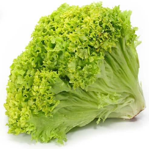 Lettuce This vegetable is called lettuce. It is usually green and grows above ground.