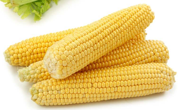 Corn cob This vegetable is a corn cob, also called an ear of corn.