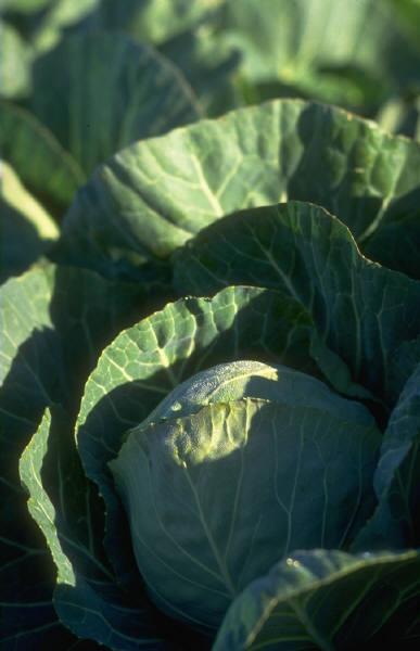 Nutrient Data: 1 ½ cup Greens Greens Makes 4 servings Ingredients 1/2 pound mustard or collard greens rinsed, stems removed and coarsely shredded 2 cups shredded cabbage 1 Tablespoon olive oil 2