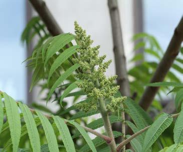 trifoliata hoptree 5 Sassafras