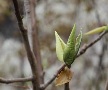 Lilafee barrenwort 5 Magnolia
