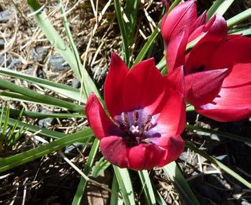 sylvestris wild tulip Tulipa humilis