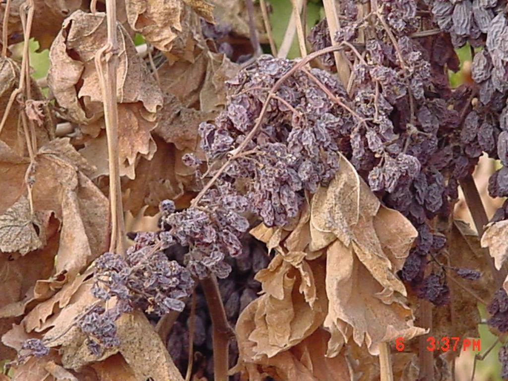 Grape Maturity and Raisin Quality Matthew Fidelibus, UCCE and UC Davis Viticulture and Enology Raisin appearance, texture, flavor, moisture content, and wholesomeness, are all important contributors