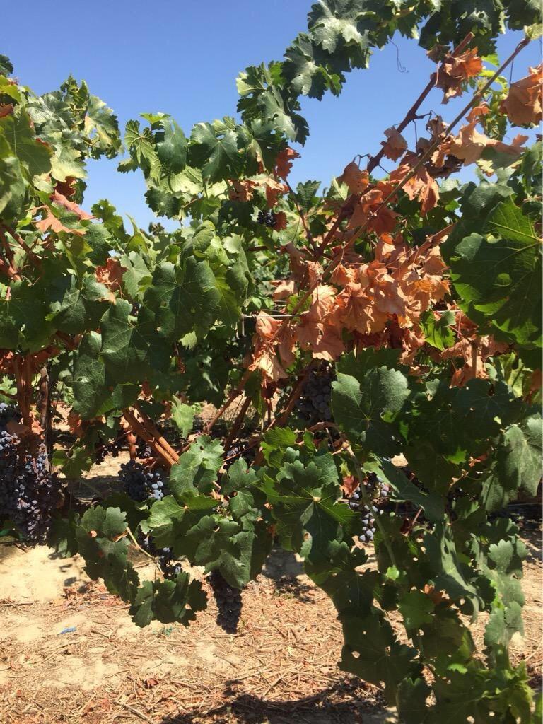 Finally, red coloration is a critical parameter for table grape quality and under hormonal control that is influenced by several factors.