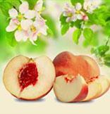 White Peach and Silk Blossoms : A beautiful arrangement of sophisticated florals including