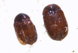 Khapra Beetle found in Cargo and Passenger Baggage On February 29, 2012 a suitcase consigned as personal effects arrived from Saudi Arabia via London.