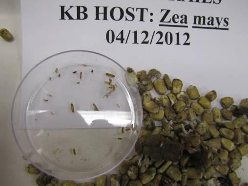 On 4/12/12 the shipment was devanned and no wood boring pests were found. However, a CBPAS found several live suspect Trogoderma sp.
