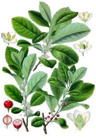 sinensis (tea bush) Family: