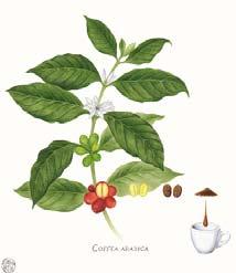 Coffea seeds C. Coffea seeds D.