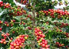 Coffee is a major commodity globally.