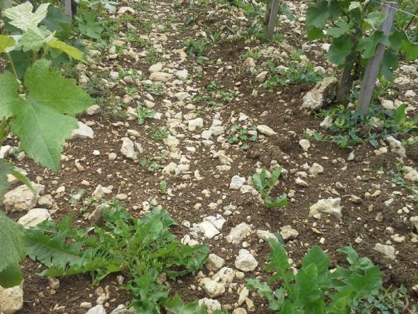 This is where Olivier has planted the ancient grapes of Champagne: Arbane, Pinot Meunier, Petit Meulier, Pinot Gris and Pinot Blanc.