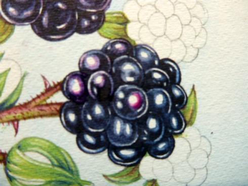 72%TA 750ml Beaverdale White (1/2 Kit) 700g Blackberries (2 X 350g packs) 320g Sugar & Bentonite Banana & Fig Dry Wine - (60th