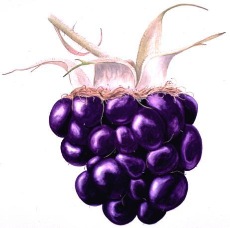 Dry Blueberry, Blackberry & Black Cherry Wine (Roy Ekin), 13%, 0.