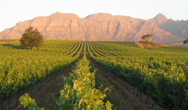 heart of the Cape Winelands continues the tradition of producing wines of