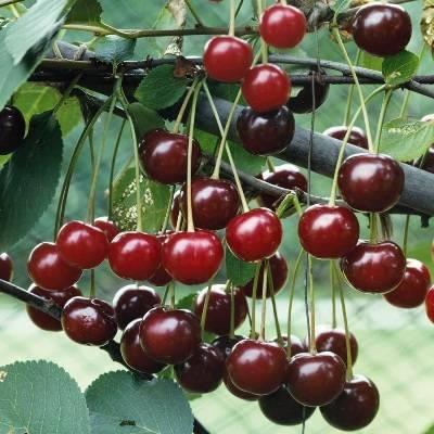 b)numerous selections on semi wild growing sour cherries grown different parts of Turkey