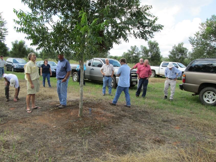 Road to Release: Review Teams Pecan cultivar recommendation committee: Made up of prominent pecan growers, scouts, shellers, and nursery owners. Meets annually in Sept.