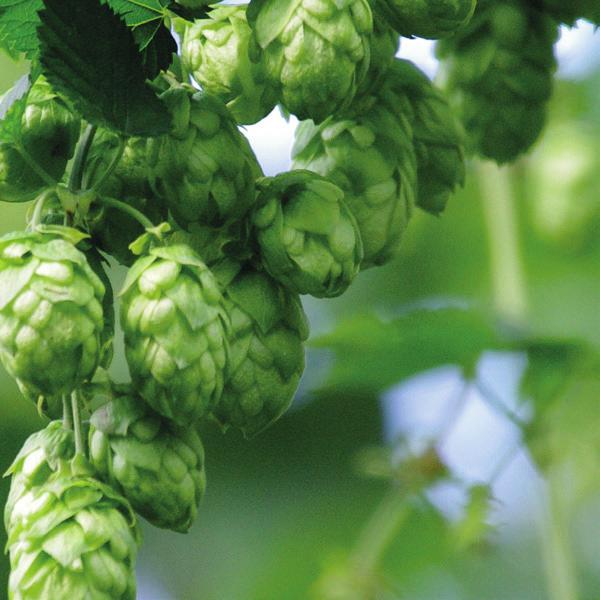Hersbrucker Spaet Lemon The Hersbrucker hop, a traditional variety from the growing region of the same name, has strong growth and a particularly robust nature. It is largely resistant to pathogens.