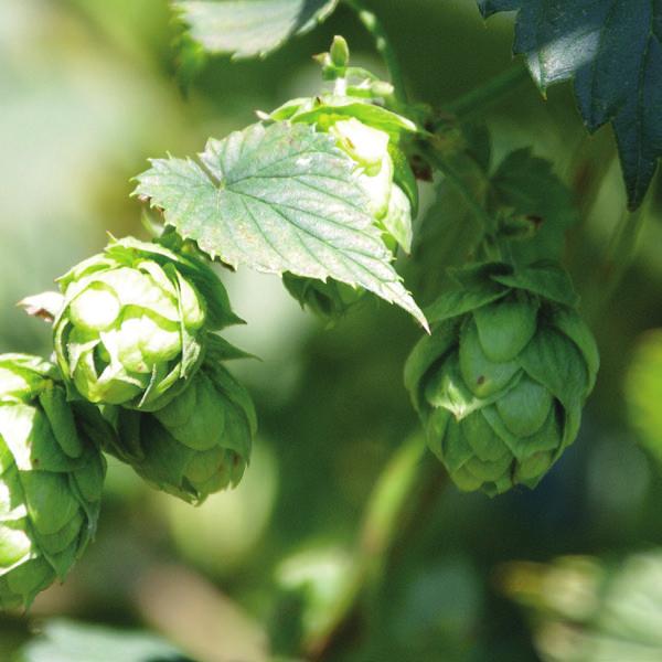 Kazbek Czech Republic Named after a high peak in the Caucasus Mountains, Kazbek is equally outstanding thanks to the lemon-fruity character of its hop aroma. This cultivar was released in 00.