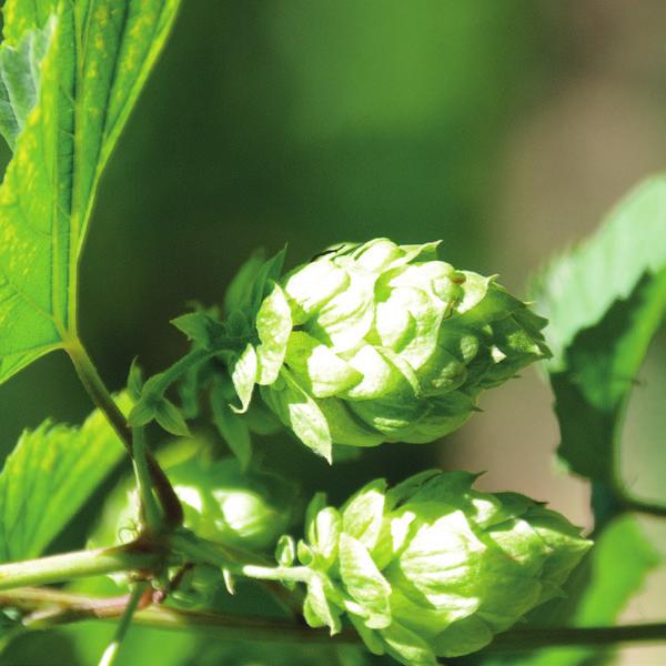 Lublin Poland Originating from the Saaz hop, this variety is a Pulawy breeding with very fine aroma. Today Lublin is cultivated in the Polish growing regions Lublin, Poznan and Opole.