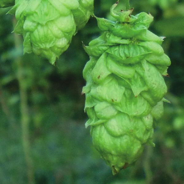 Monroe The new hop variety Monroe is almost as extravagant in character as the actress it was named after. With an alpha content of only. % and an oil content of 0.